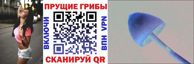 Купить Георгиевск Галлюциногенные грибы Psilocybe
